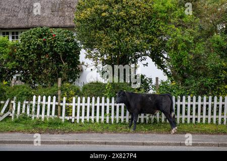 Bestiame e vitelli che camminano attraverso il villaggio nella New Forest nell'Hampshire. Un giovane vitello si ferma di fronte a un giardino recintato a picnic o a una casa con tetto di paglia Foto Stock