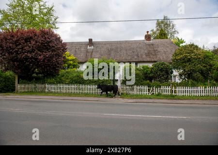 Bestiame e vitelli che camminano attraverso il villaggio nella New Forest nell'Hampshire. Un giovane vitello si ferma di fronte a un giardino recintato a picnic o a una casa con tetto di paglia Foto Stock