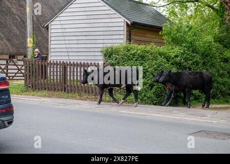 Bestiame, cavalli e pony che camminano attraverso il villaggio nella New Forest nell'Hampshire. Qui il traffico deve far posto a loro, non il contrario. Foto Stock