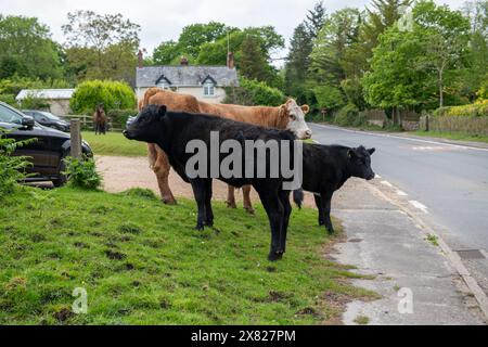 Bestiame, cavalli e pony che camminano attraverso il villaggio nella New Forest nell'Hampshire. Qui il traffico deve far posto a loro, non il contrario. Foto Stock