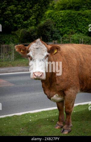 Bestiame, cavalli e pony che camminano attraverso il villaggio nella New Forest nell'Hampshire. Qui il traffico deve far posto a loro, non il contrario. Foto Stock