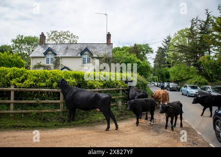 Bestiame che cammina attraverso il villaggio nella New Forest nell'Hampshire. Le auto aspettano che attraversi. Foto Stock