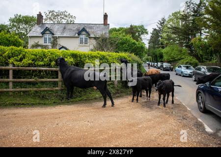 Bestiame, cavalli e pony che camminano attraverso il villaggio nella New Forest nell'Hampshire. Qui il traffico deve far posto a loro, non il contrario. Foto Stock