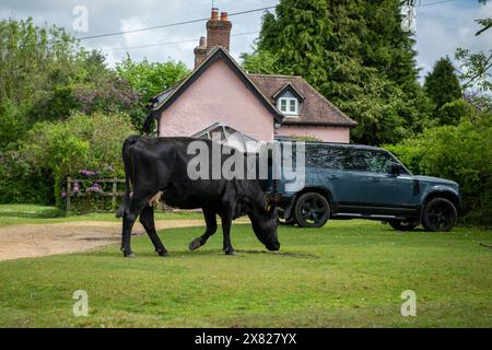 Bestiame, cavalli e pony che camminano attraverso il villaggio nella New Forest nell'Hampshire. Qui il traffico deve far posto a loro, non il contrario. Foto Stock