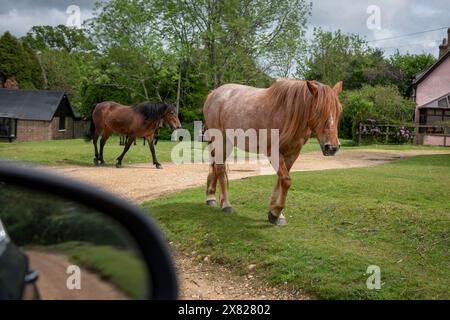 Bestiame, cavalli e pony che camminano attraverso il villaggio nella New Forest nell'Hampshire. Qui il traffico deve far posto a loro, non il contrario. Foto Stock