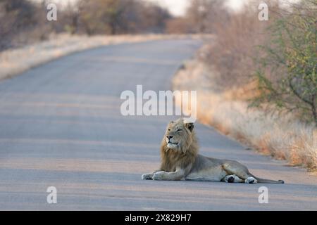 Leone africano (Panthera leo melanochaita), maschio adulto disteso sulla strada asfaltata, guardando molto avanti, allerta, luce serale, Kruger NP, Sudafrica, Foto Stock