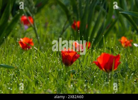 La glade primaverile di tulipani rossi di Greig, Tulipa greigii, nella rugiada mattutina, cresce nei deserti, nelle steppe e nelle montagne del Tien Shan in Kazakistan. Foto Stock