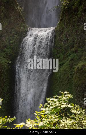 Multnomah Falls, una cascata mozzafiato di 620 metri, si trova nella gola del fiume Columbia lungo la storica autostrada 30, appena fuori Portland, Oregon Foto Stock