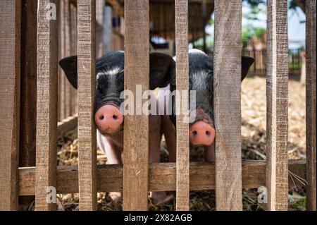 Muso di due maiali con pancetta macchiata rosa e nera, maiale in miniatura in stalla di legno Foto Stock
