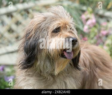 Sheepdog catalano Foto Stock