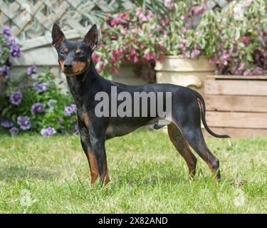 English Toy Terrier Foto Stock
