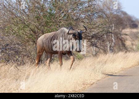 gnu maschile adulto, che attraversa la strada asfaltata, Kruger National Park, Sudafrica, Africa Foto Stock