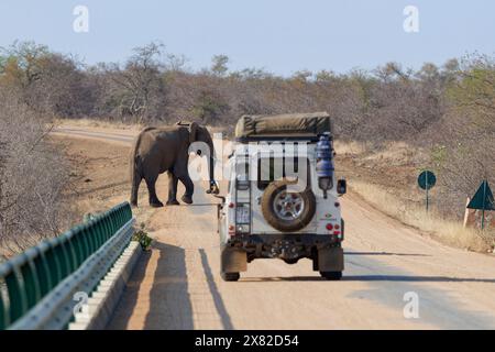 Elefante africano (Loxodonta africana), toro, che attraversa la strada, di fronte a un veicolo fuoristrada, che si ferma sul ponte sul fiume Olifants, Foto Stock