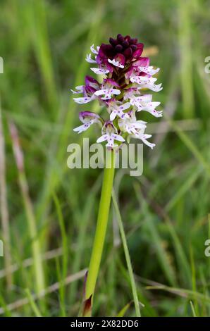 Burnt Orchid or Burnt-tip Orchid, Neotinea ustulata (syn. Orchis ustula), Orchidaceae. Si trova in località calcaree, praterie su gesso. Foto Stock