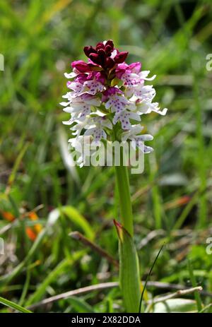 Burnt Orchid or Burnt-tip Orchid, Neotinea ustulata (syn. Orchis ustula), Orchidaceae. Si trova in località calcaree, praterie su gesso. Foto Stock