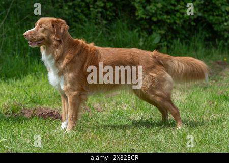 Nova Scotia Duck Tolling retriever Foto Stock