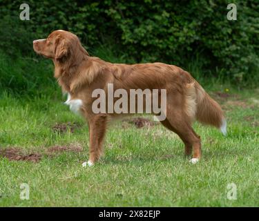 Nova Scotia Duck Tolling retriever Foto Stock