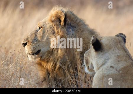 Leoni africani (Panthera leo melanochaita), due adulti, maschi e femmine, sdraiati nell'erba alta e secca alla luce del mattino, primo piano della testa, Kruger NP, Foto Stock