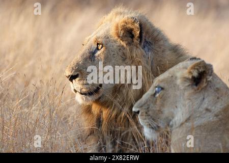 Leoni africani (Panthera leo melanochaita), due adulti, maschio e femmina con un occhio, sdraiati in erba alta e asciutta alla luce del mattino, primo piano della testa, Kruger, Foto Stock