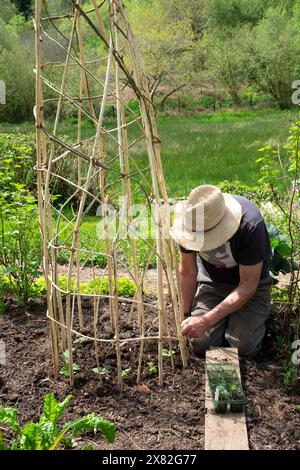 Cappello di paglia da uomo piantare la coltivazione di fagioli francesi arrampicati nel compost del terreno del giardino primaverile su bastoncini di salice telaio di supporto maggio Galles Regno Unito 2024 KATHY DEWITT Foto Stock