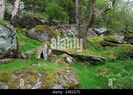 Questa foresta pluviale temperata celtica nella valle di Nant Gwynant (Snowdonia) è ricca di briofiti e licheni rari come la Sticta sylvatica. Foto Stock