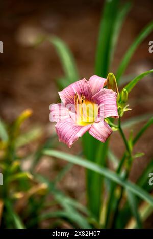 Un solo fiore rosa di Giglio, fiorito con uno sfondo morbido Foto Stock
