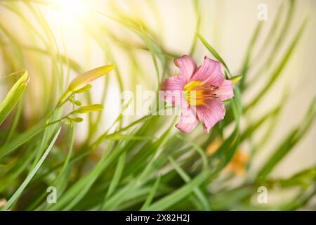Fiore di giglio per un giorno, rosa tenue, con un look da sogno e un bagliore di luce solare. Foto Stock