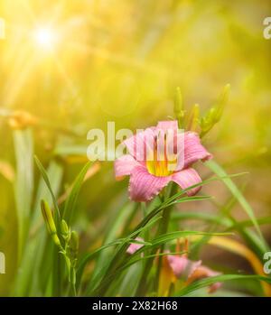 Fiore di giglio per un giorno, rosa tenue, con un look da sogno e un bagliore di luce solare. Foto Stock
