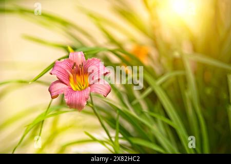 Fiore di giglio per un giorno, rosa tenue, con un look da sogno e un bagliore di luce solare. Foto Stock