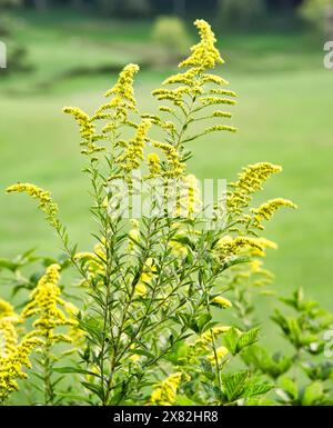 Vivace pianta perenne gialla Goldenrod, nota anche come Solidago, che cresce nei prati e nei campi, su uno sfondo scuro. Foto Stock