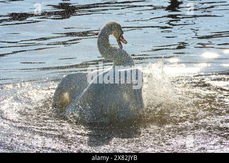 Mute Swan spruzza in acqua con la luce del sole che si riflette sull'acqua. Foto Stock