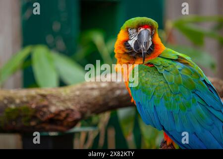 Un bel Macaw in uno zoo Foto Stock