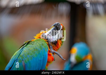 Un bel Macaw in uno zoo Foto Stock