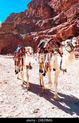 Petra, Wadi Musa, Giordania: Cammello beduino che cammina vicino al tesoro al Khazneh. Destinazione di viaggio in Giordania Foto Stock