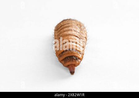 La larva commestibile del soldato nero vola su uno sfondo bianco Foto Stock