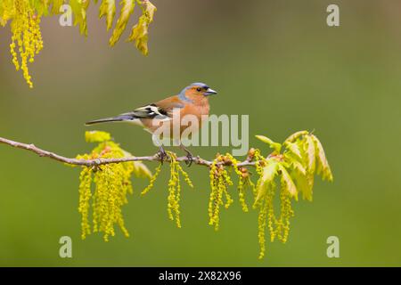 Pannocchie comuni di Fringilla, maschio adulto arroccato su quercia inglese Quercus robur, ramoscello con gatti, Suffolk, Inghilterra, aprile Foto Stock