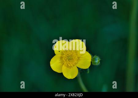 Primo piano di un singolo fiore di una tazza gialla con sfondo sfocato verde. Foto Stock