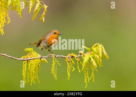 Europeo robin erithacus rubecula, adulto arroccato su quercia inglese Quercus robur, ramoscello con gatti, Suffolk, Inghilterra, aprile Foto Stock