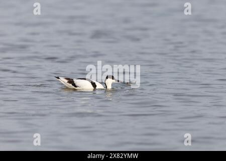 Avosetta Recurvirostra avosetta, nuoto adulto, nutrizione di vermi, riserva RSPB di Minsmere, Suffolk, Inghilterra, maggio Foto Stock