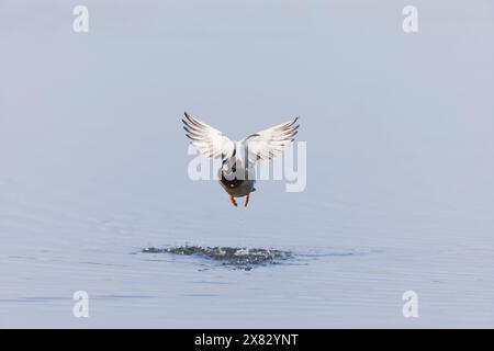 Mallard Anas platyrhynchos, uomo adulto che vola, decollo dall'acqua, Minsmere RSPB Reserve, Suffolk, Inghilterra, maggio Foto Stock