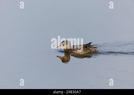 Gadwall Anas strepera, nuoto femminile adulto con riflesso, RSPB Minsmere Nature Reserve, Suffolk, Inghilterra, maggio Foto Stock