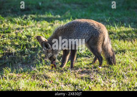 Bat eared Fox vagabondare liberamente in una Johannesburg riserva naturale del Sud Africa Foto Stock