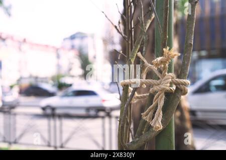 Corda all'albero nel parco per proteggere e gruppo di rami per sfondo e ispirazione Foto Stock
