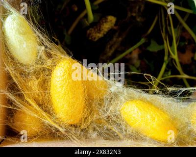 dettaglio di molti bozzoli di bachi da seta naturali Foto Stock