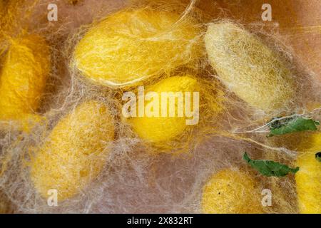 dettaglio di molti bozzoli di bachi da seta naturali Foto Stock