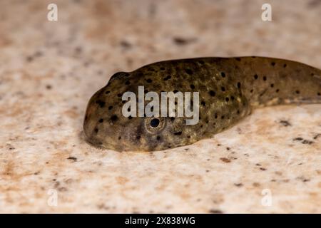 Lansing, Kansas. Tadpole Bullfrog americano trovato in uno stagno. Foto Stock
