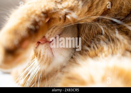 Simpatico gatto dello zenzero che giace sotto il sole da vicino Foto Stock