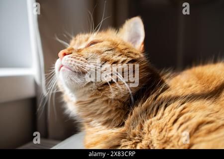 Carino gatto dello zenzero che si gode la luce del sole Foto Stock