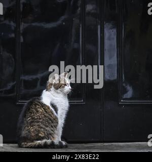 Londra, Regno Unito. 22 maggio 2024. Larry il gatto, capo Mouser, aspetta pazientemente che il numero 10 sia aperto per lui tra tutti i politici e la stampa che si precipita attraverso Downing Street. I ministri partecipano ad una riunione del gabinetto di governo al 10 di Downing Street poco prima che il primo ministro Rishi Sunak faccia il suo discorso per annunciare la data delle elezioni generali al 4 luglio 2024. Crediti: Imageplotter/Alamy Live News Foto Stock