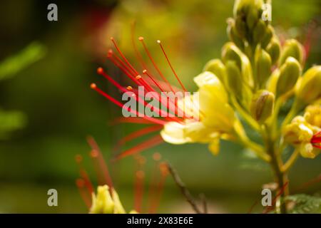 Erythrostemon gilliesii noto anche come uccello del paradiso. Esotico fiore rosso con petali gialli, stami. Natura estiva Fiore selvatico Caesalpinia gilliesii Foto Stock